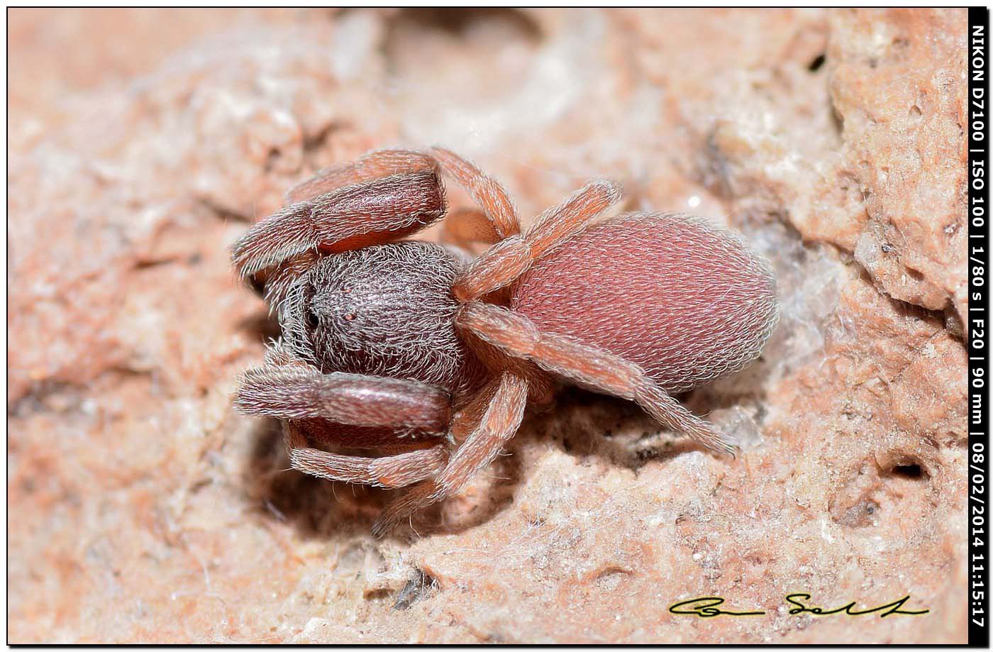 Palpimanus gibbulus; cf. Zimirina sp. - Alghero (SS)